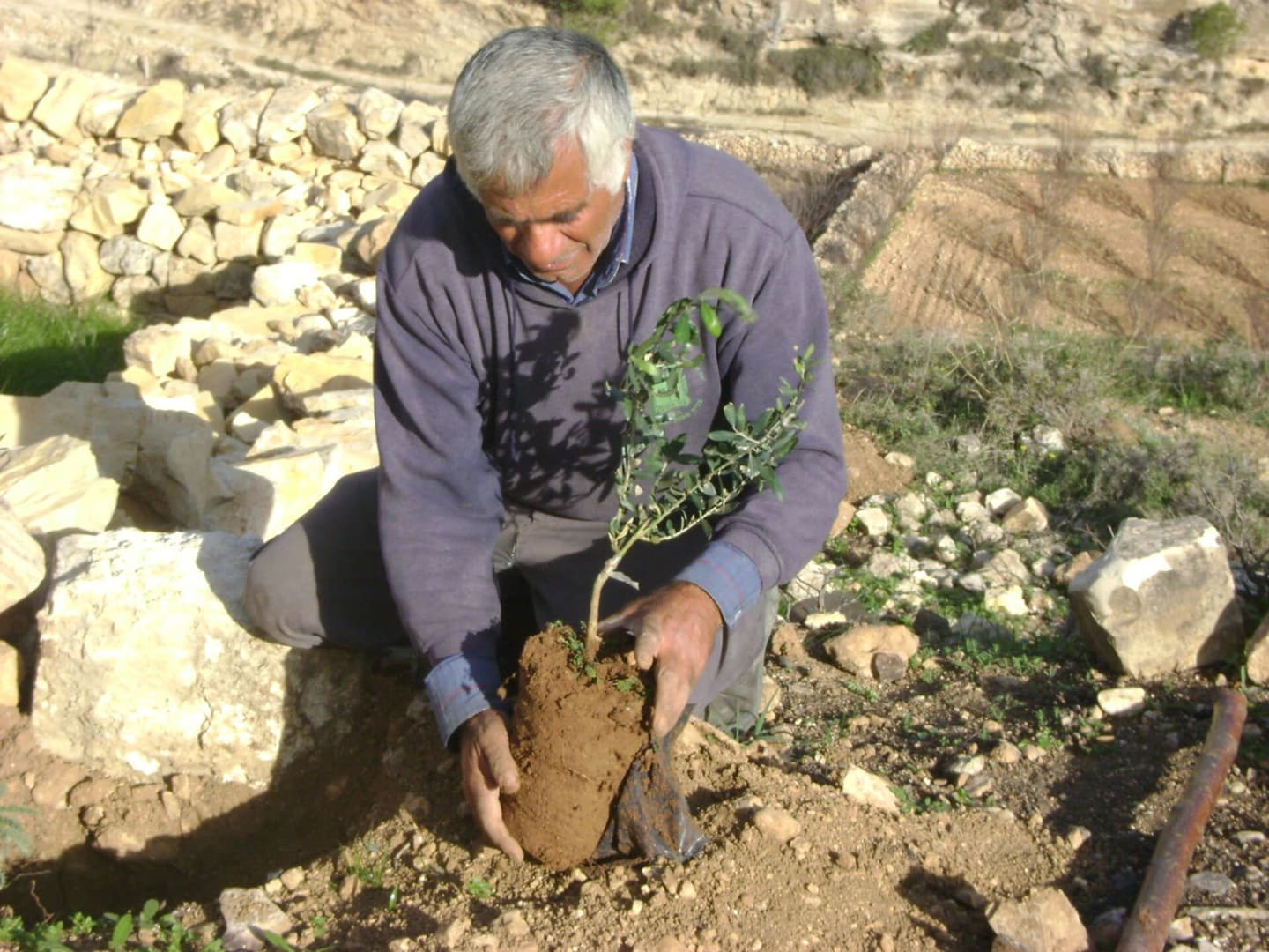 جرافات إسرائيلية تقتلع أشجار زيتون الفلسطينيين في الضفة الغربية